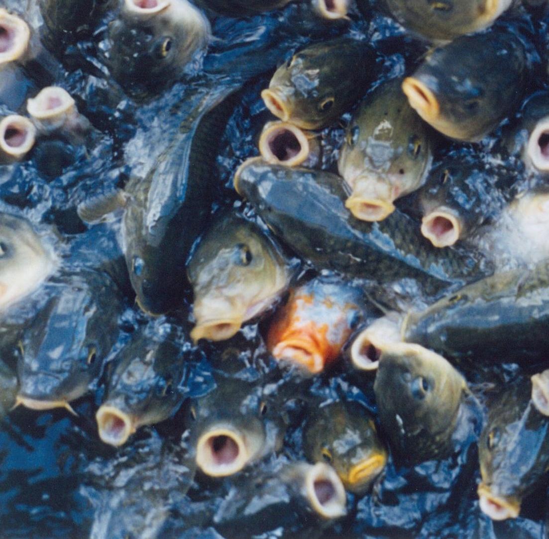 Sans titre, de la série « Utatane » - Rinko Kawauchi, Japon, poisson, eau en vente 5