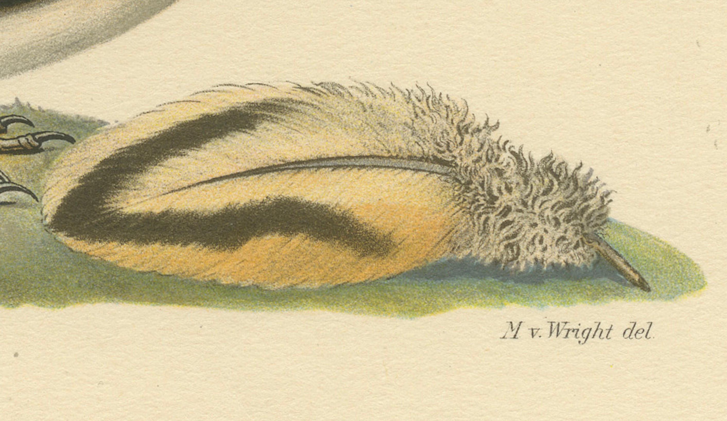 The print shows the bird **Riparia riparia** (Sand Martin). 

Title: 