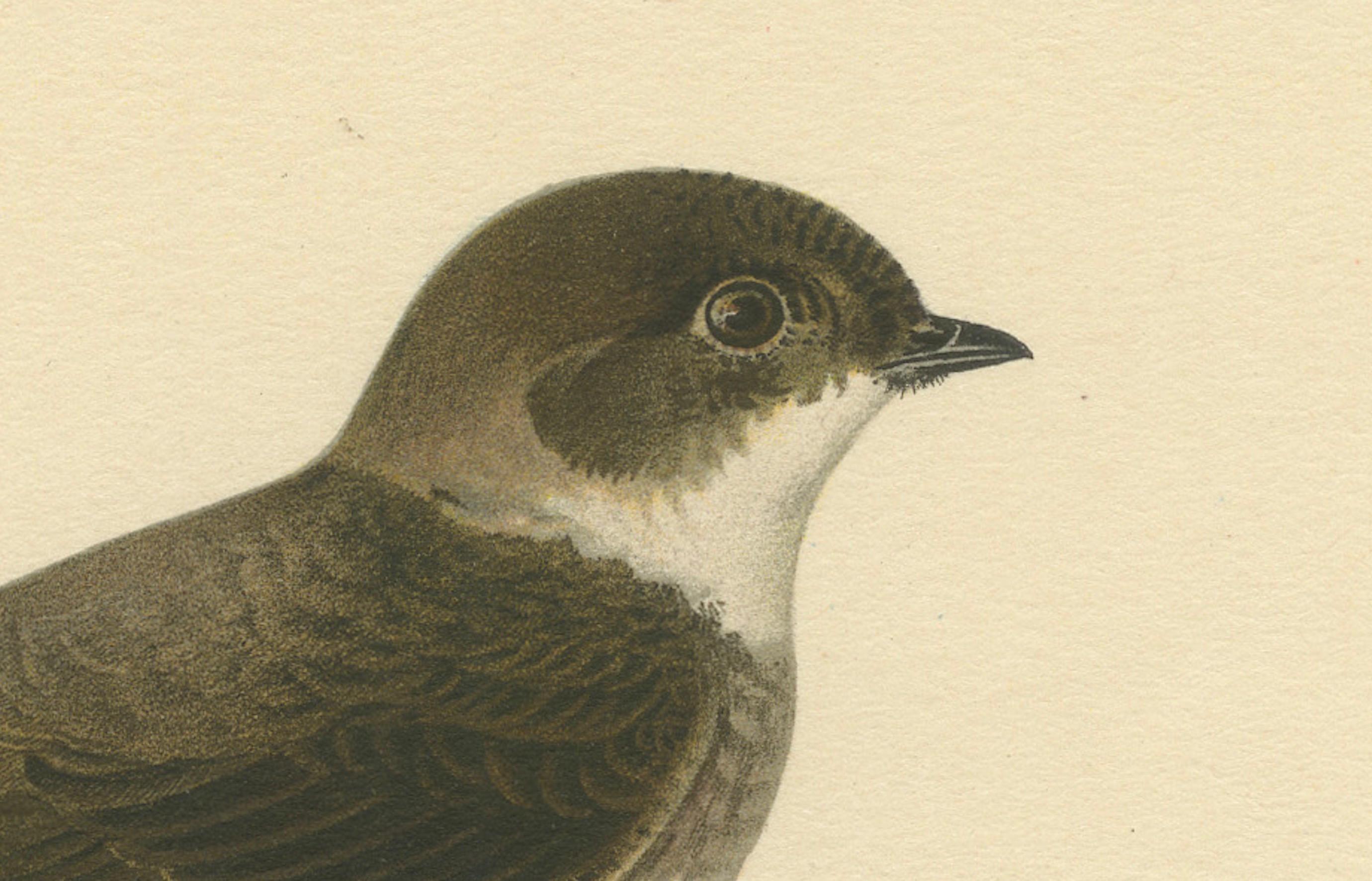 Riparia Riparia - Hand-colored Sand Martin Lithograph by M. von Wright, 1927 In Good Condition For Sale In Langweer, NL