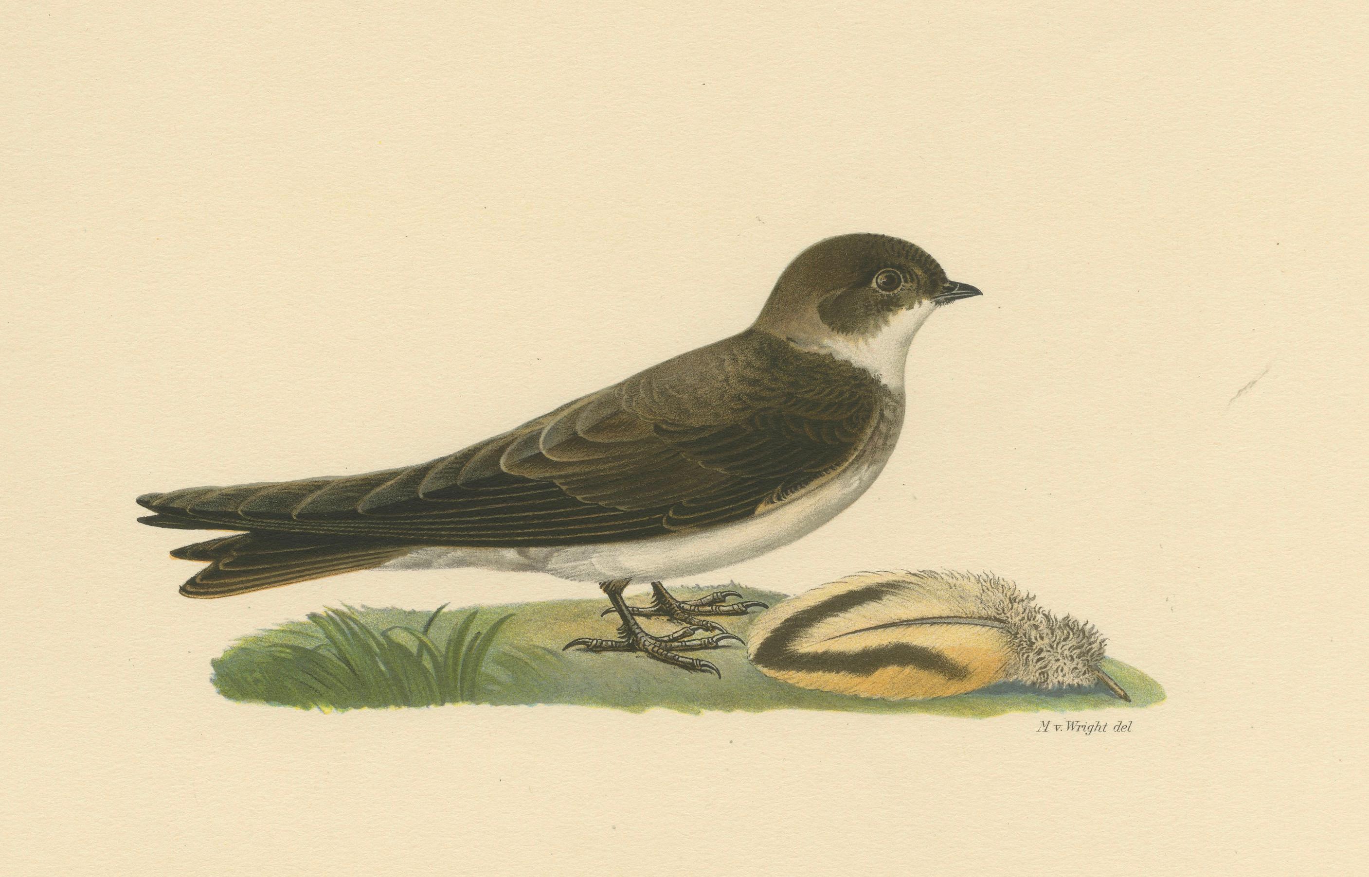 Early 20th Century Riparia Riparia - Hand-colored Sand Martin Lithograph by M. von Wright, 1927 For Sale