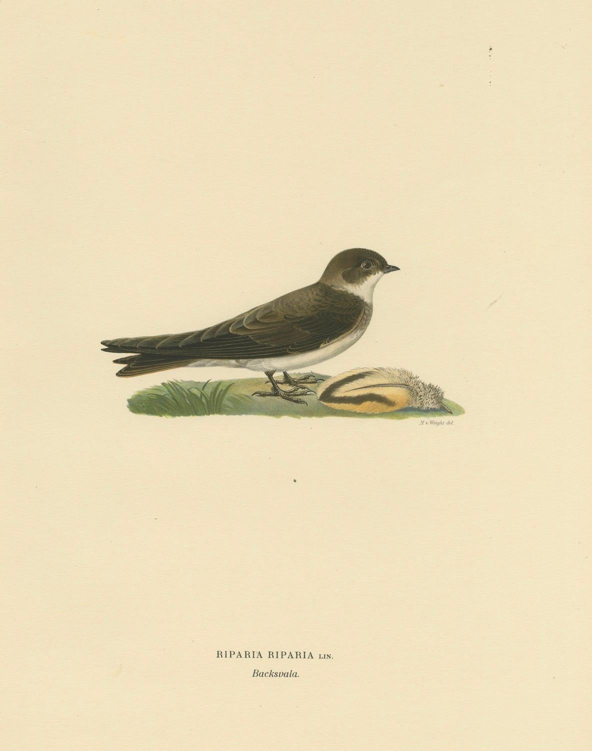 Paper Riparia Riparia - Hand-colored Sand Martin Lithograph by M. von Wright, 1927 For Sale