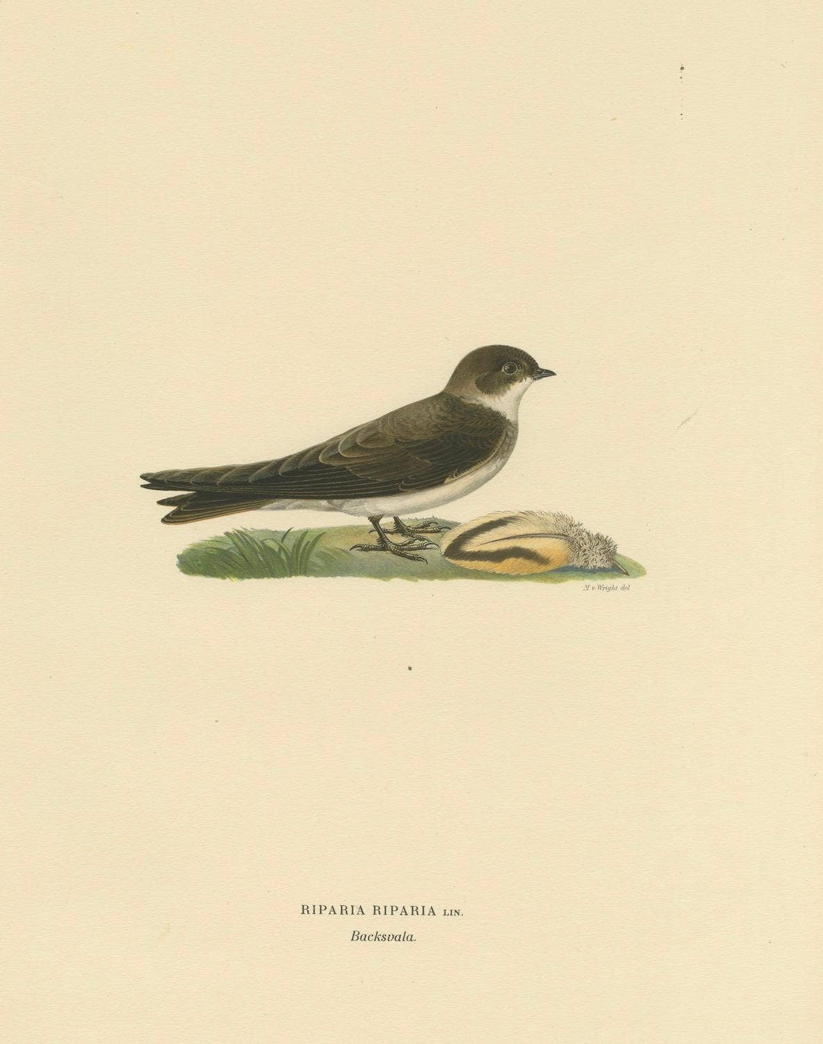 Riparia Riparia - Hand-colored Sand Martin Lithograph by M. von Wright, 1927