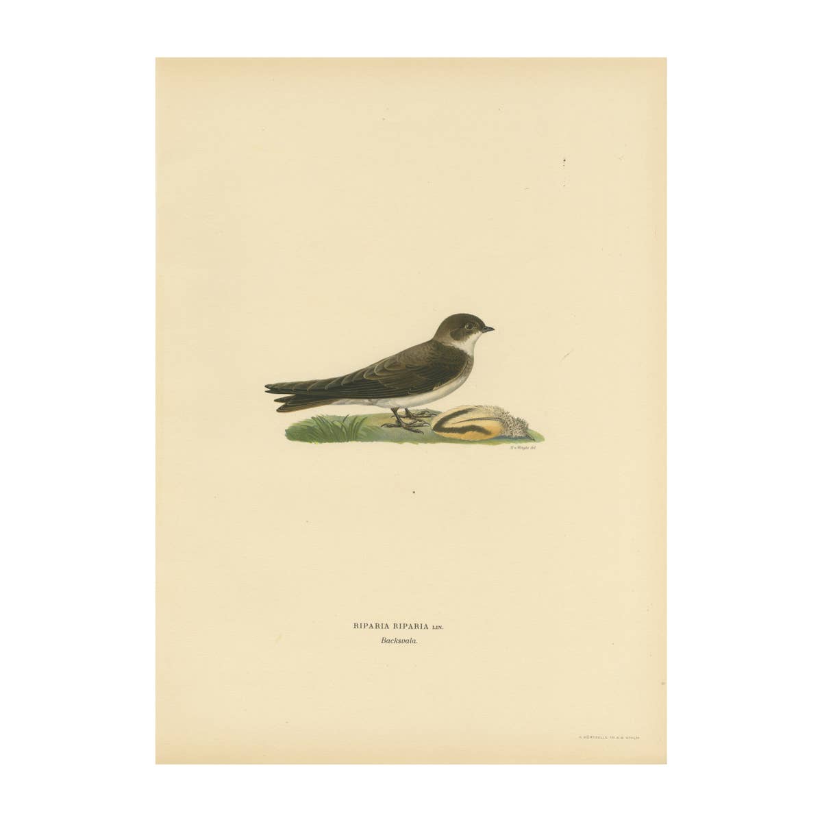 Riparia Riparia - Hand-colored Sand Martin Lithograph by M. von Wright, 1927