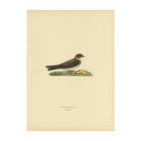 Riparia Riparia - Hand-colored Sand Martin Lithograph by M. von Wright, 1927