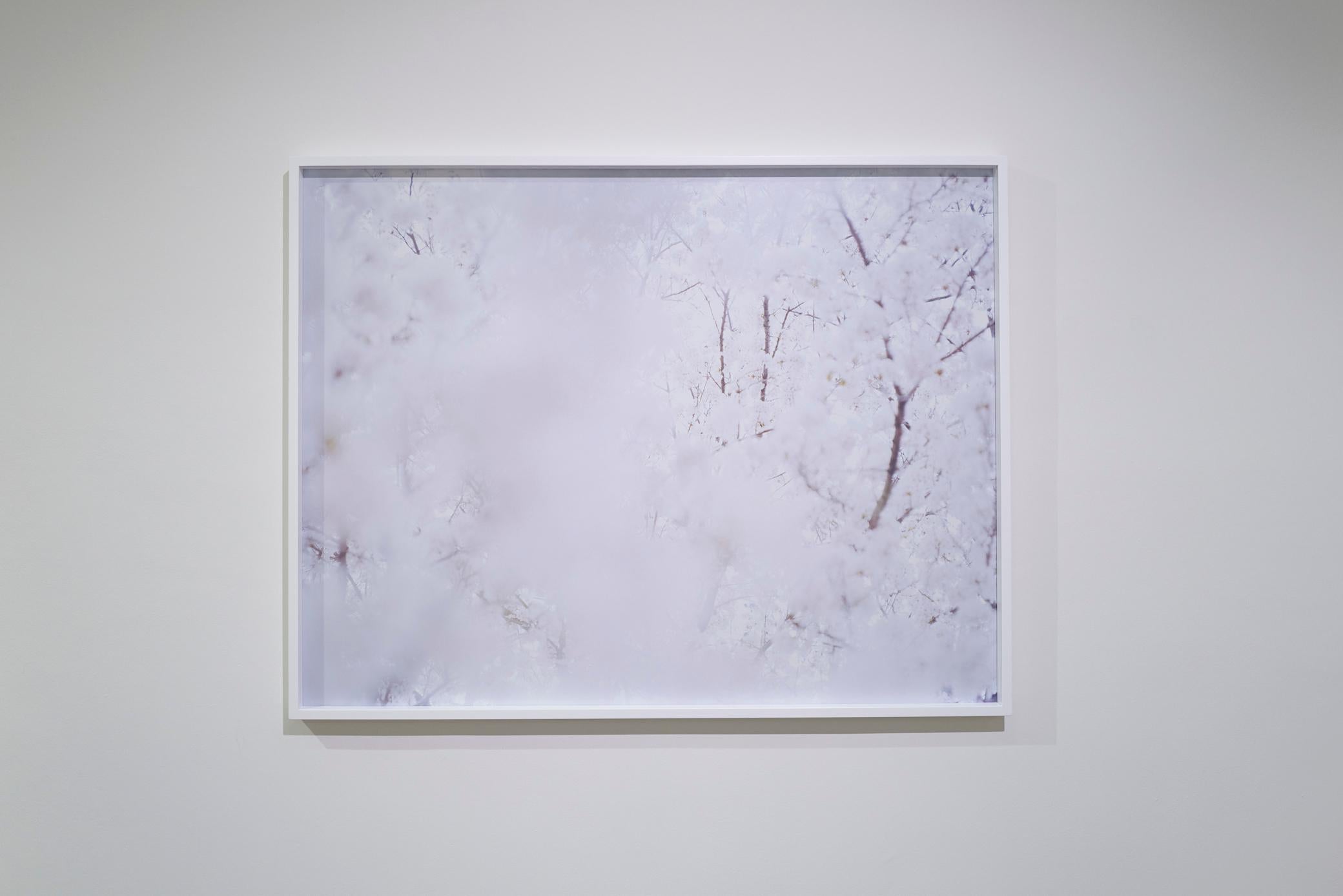 SAKURA 07, 4-1 – Risaku Suzuki, Tree, Spring, Cherry Blossom, Japanese Art For Sale 1