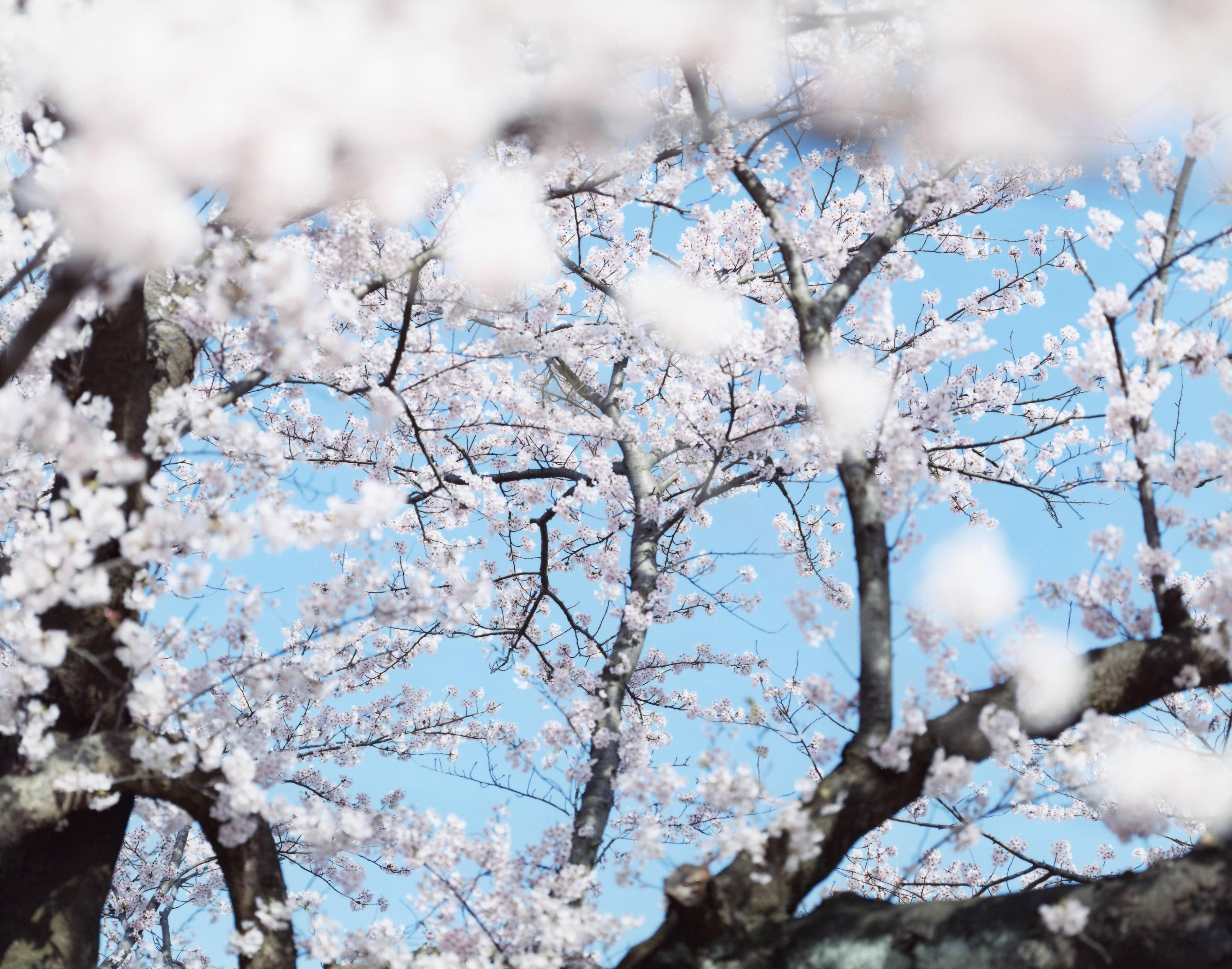 SAKURA 07, S-54