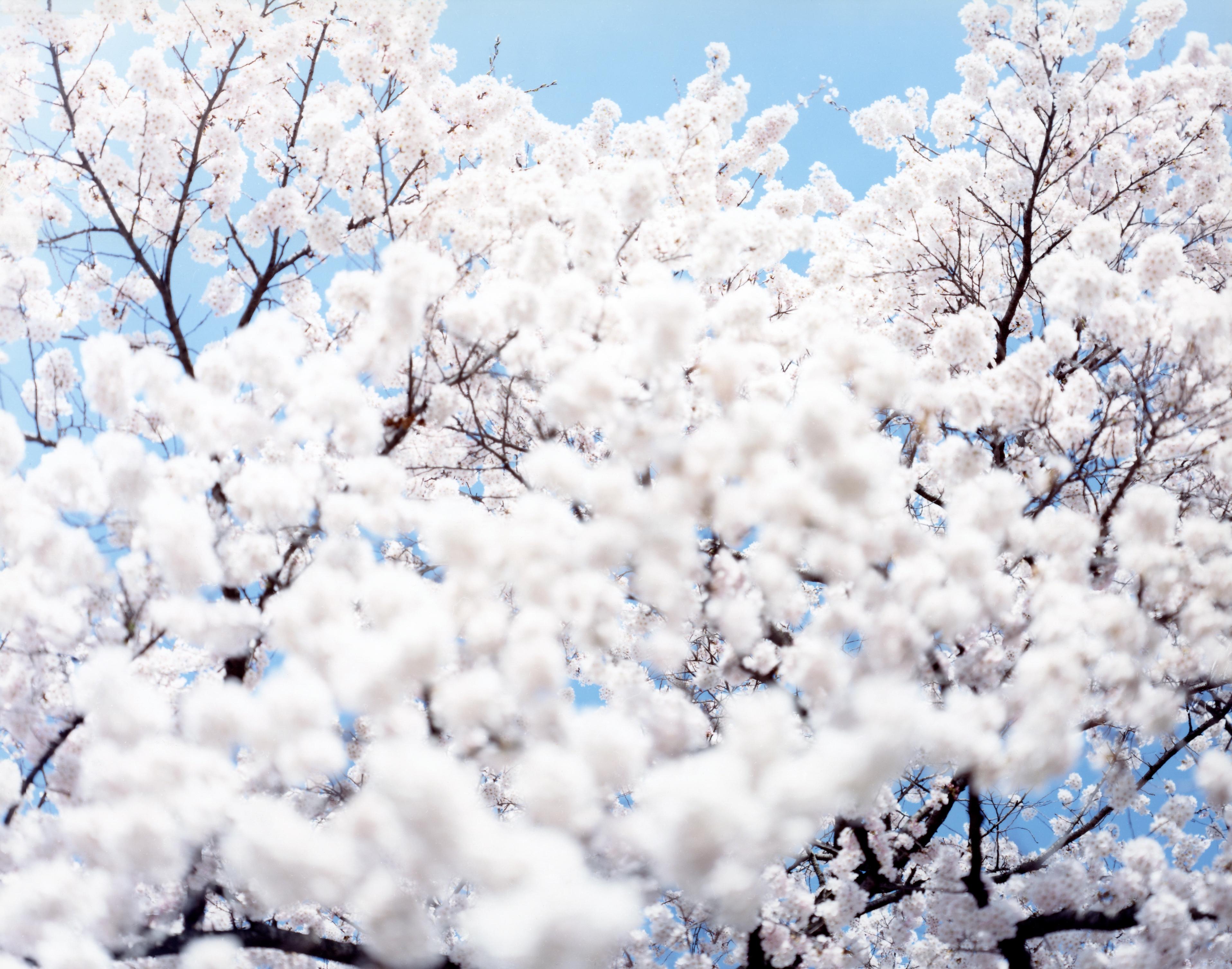 SAKURA 10, 4-72 – Risaku Suzuki, Nature, Tree, Sky, Spring, Cherry Blossom, Art