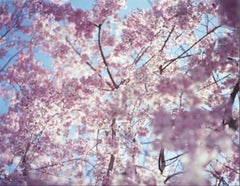 SAKURA 13, 4-33 – Risaku Suzuki, Tree, Spring, Cherry Blossom, Japanese Art