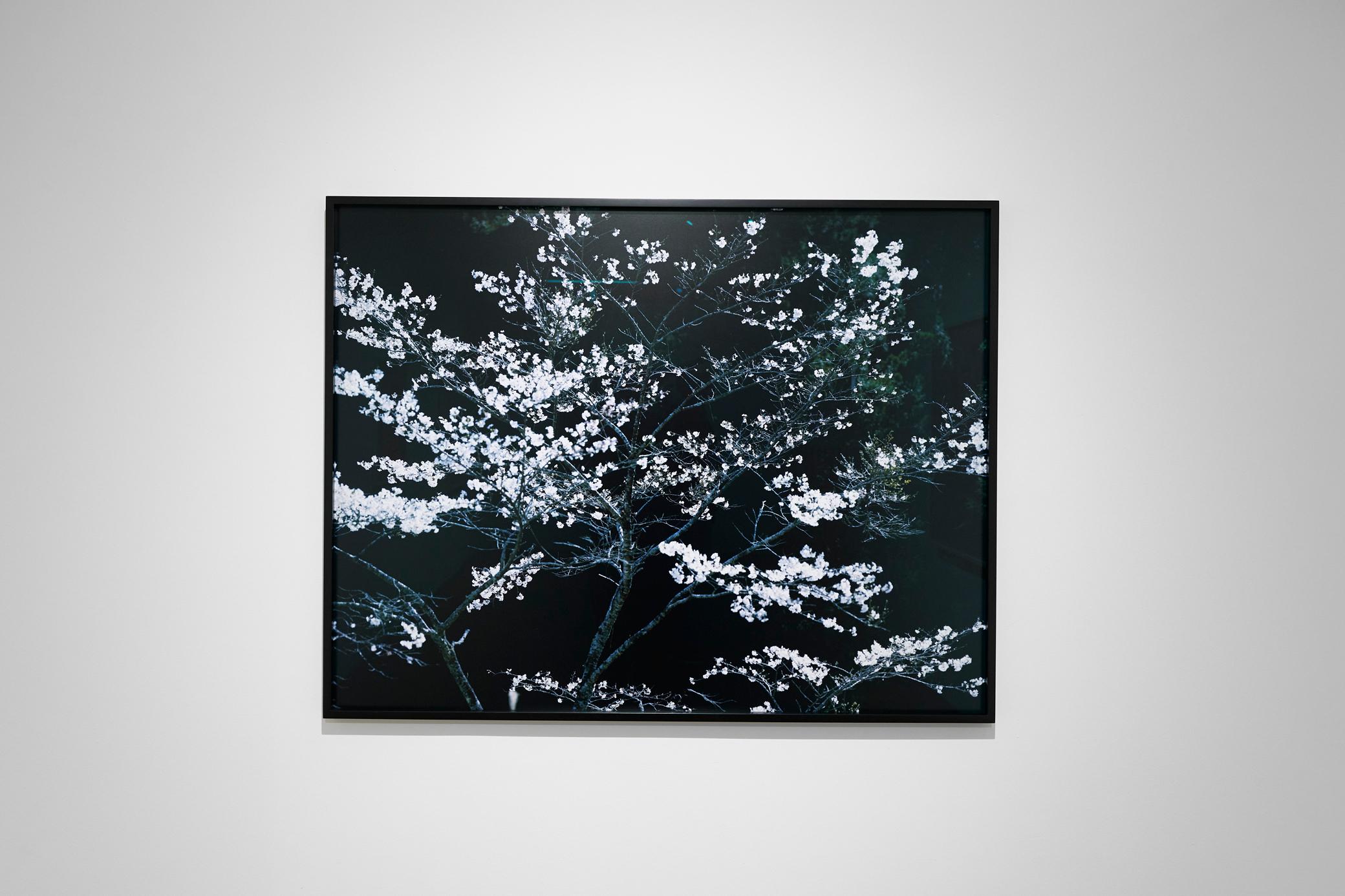 SAKURA 13, 4-152 – Risaku Suzuki, Night, Tree, Spring, Cherry Blossom, Japan Art For Sale 3