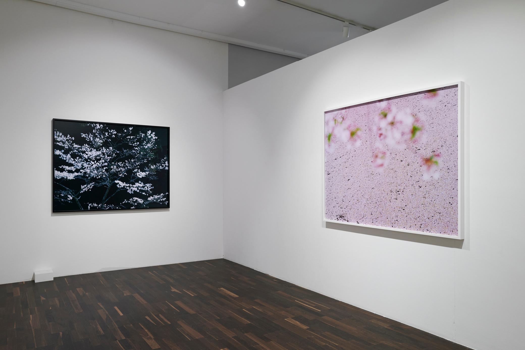 SAKURA 13, 4-152 – Risaku Suzuki, Night, Tree, Spring, Cherry Blossom, Japan Art For Sale 5