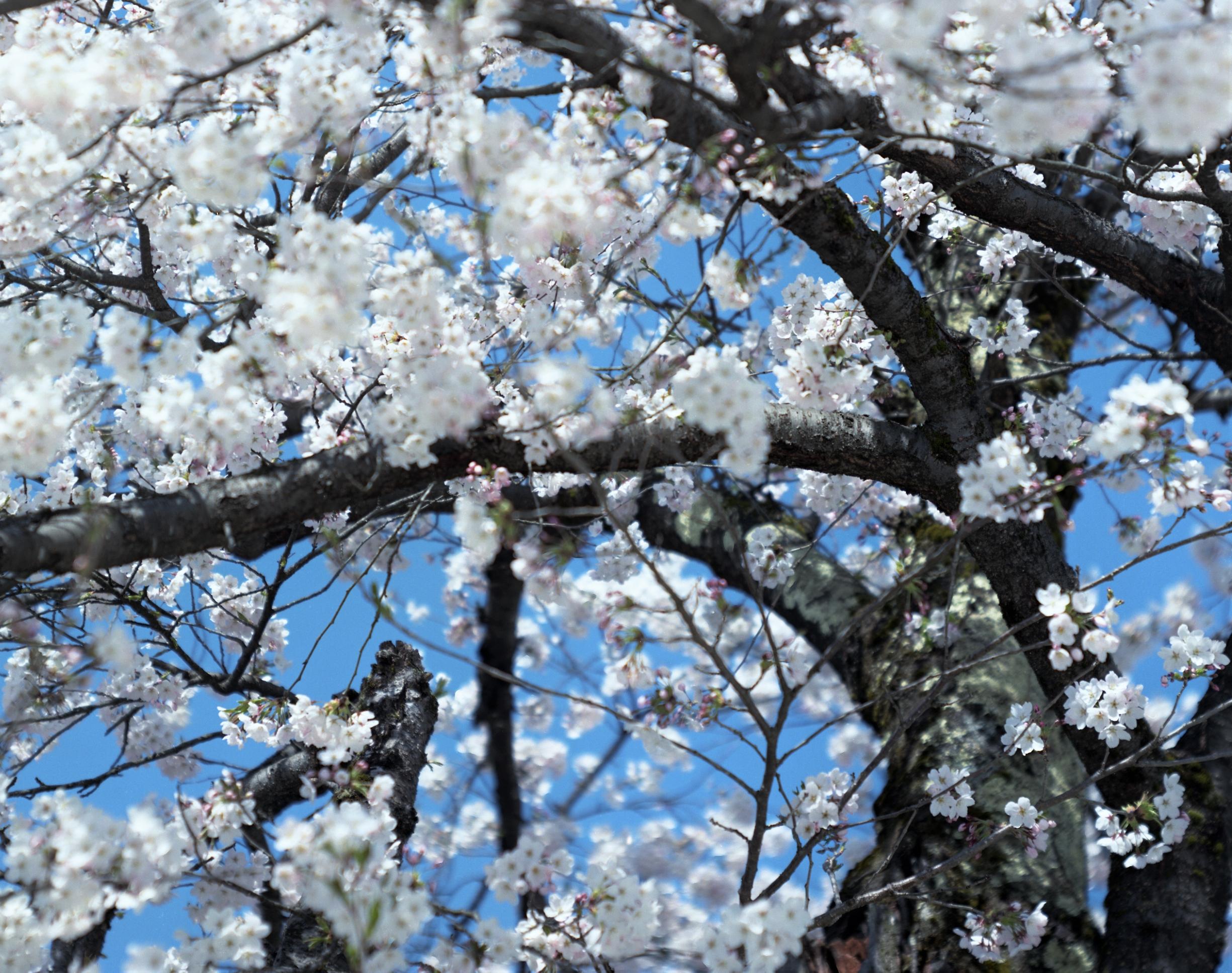 SAKURA 15, 4-66 – Risaku Suzuki, Nature, Tree, Cherry Blossom, Japanese, Sakura For Sale 1