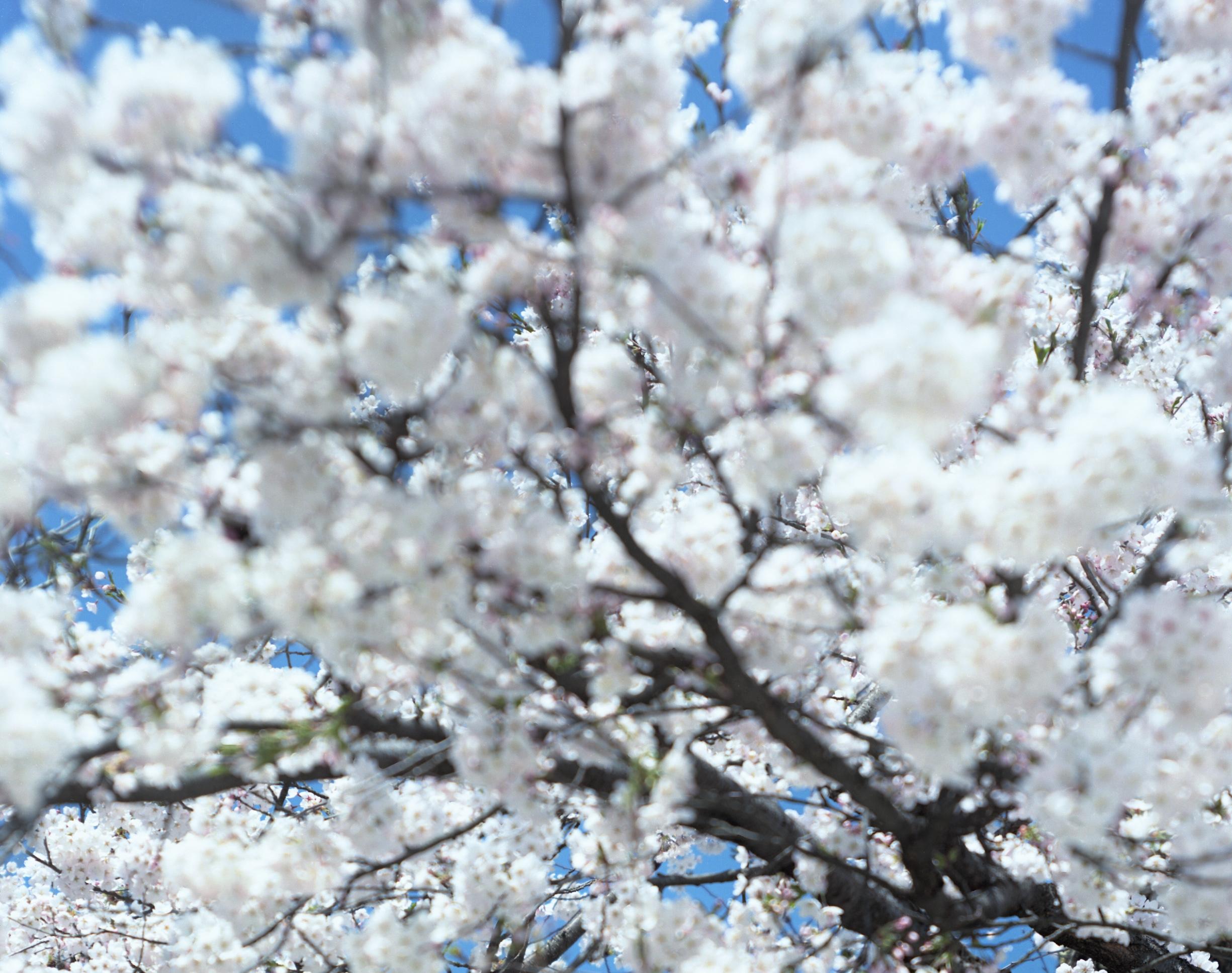 SAKURA 15, 4-66 – Risaku Suzuki, Nature, Tree, Cherry Blossom, Japanese, Sakura For Sale 2