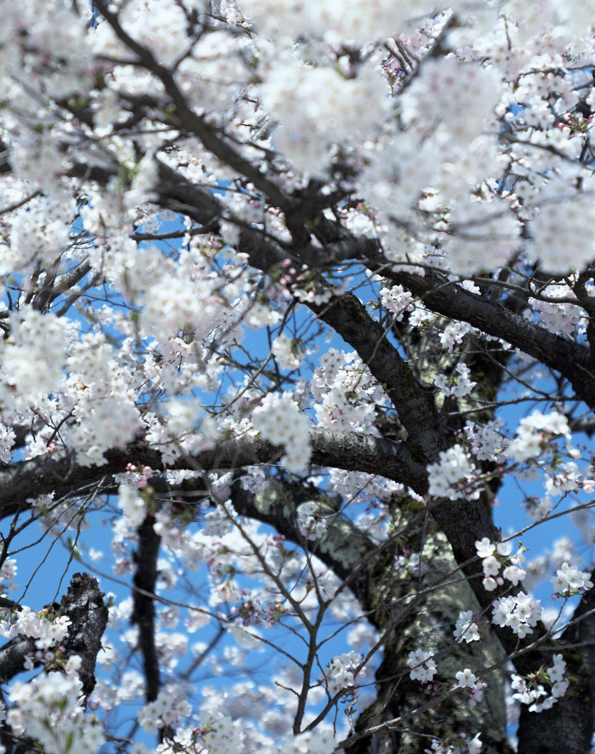 SAKURA 15, 4-66 – Risaku Suzuki, Nature, Tree, Cherry Blossom, Japanese, Sakura For Sale 3