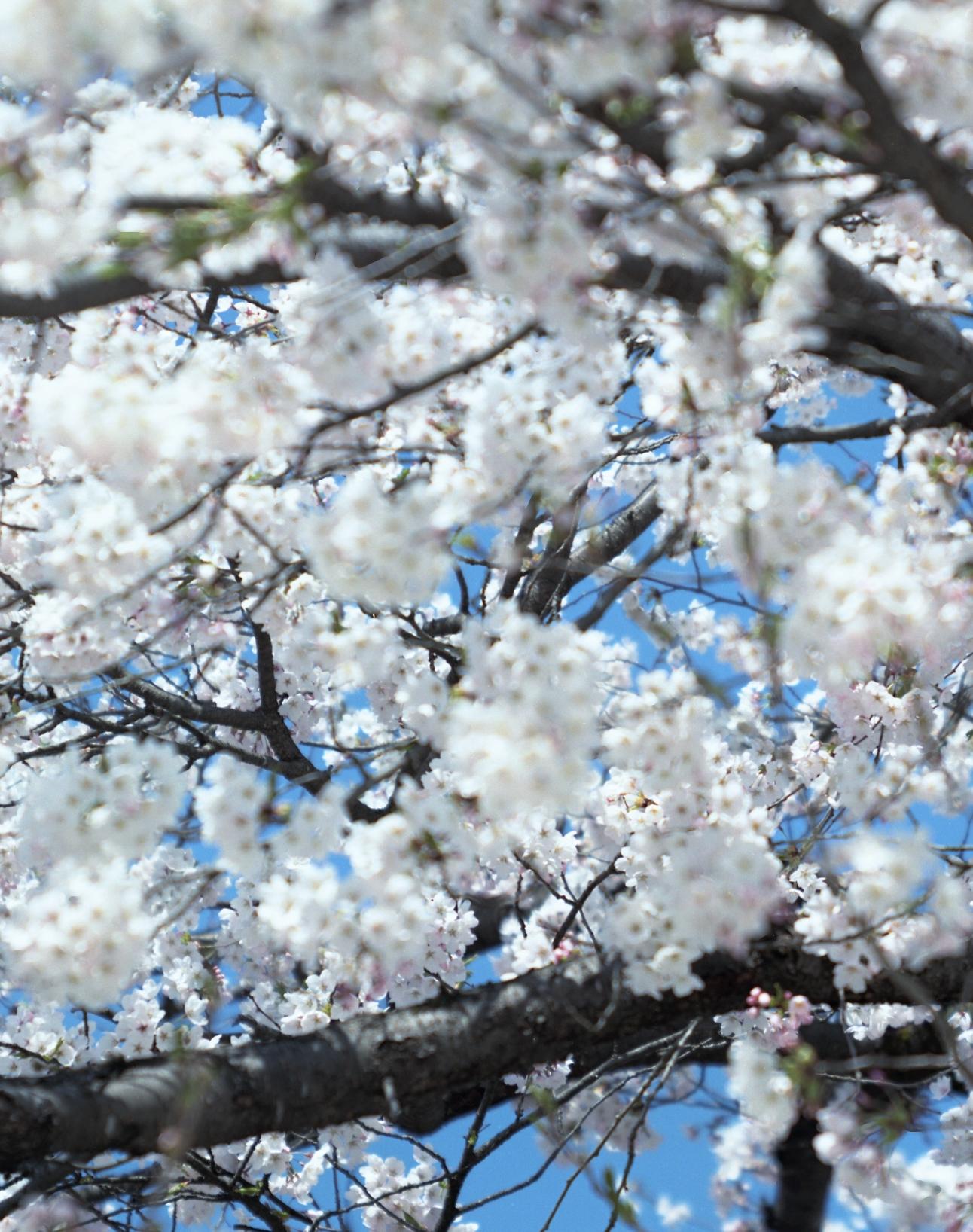 SAKURA 15, 4-66 – Risaku Suzuki, Nature, Tree, Cherry Blossom, Japanese, Sakura For Sale 4