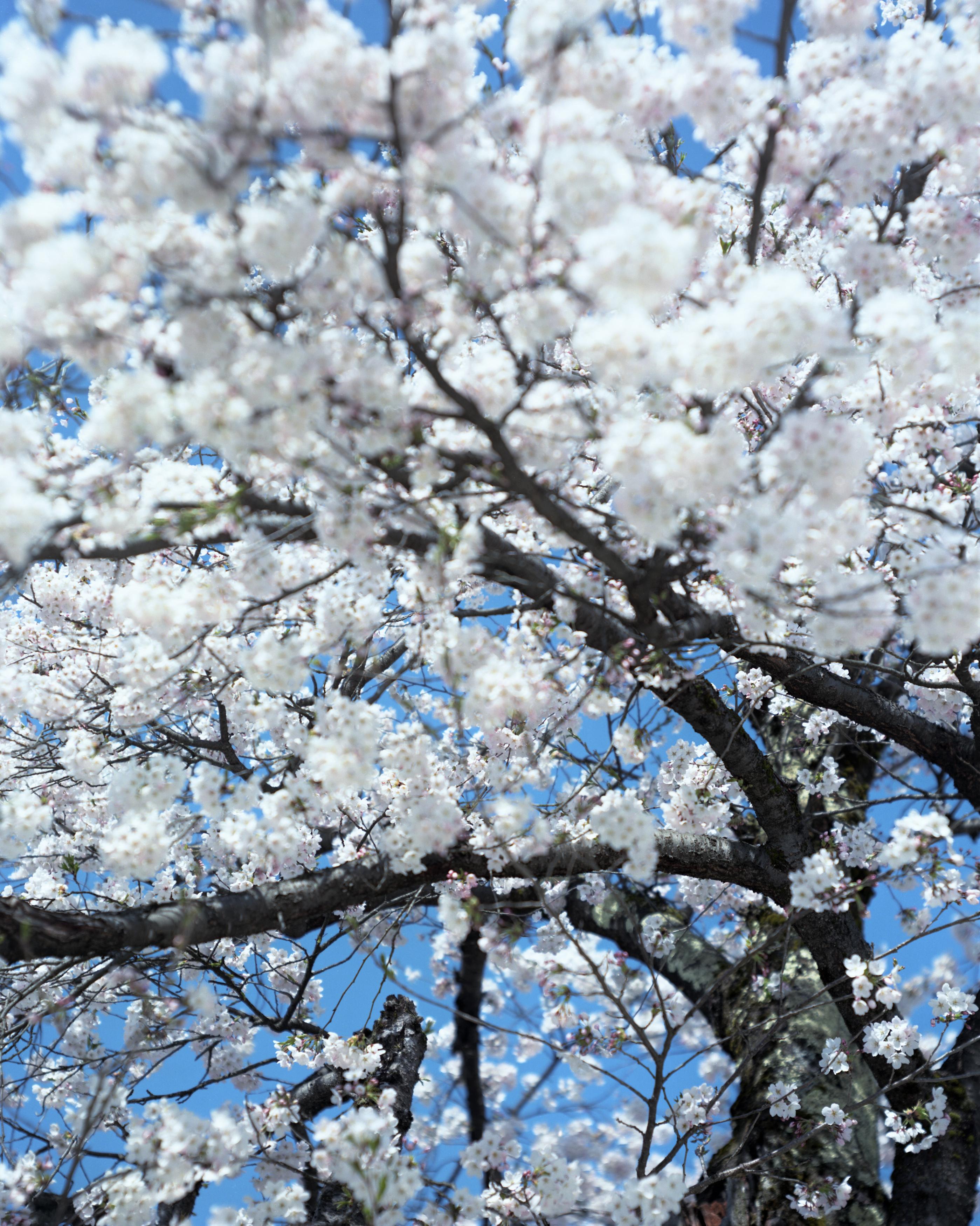 RISAKU SUZUKI (*1963, Japan)
SAKURA 15,4-66
2015
Chromogenic print
Sheet 75 x 60 cm (29 1/2 x 23 5/8 in.)
Edition of 10; Ed. no. 3/10
Framed

The Sakura (Japanese term for ‘cherry blossoms’) Celebration commences in early spring and has inspired