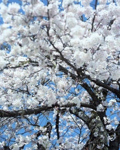SAKURA 15, 4-66 – Risaku Suzuki, Nature, Tree, Cherry Blossom, Japanese, Sakura