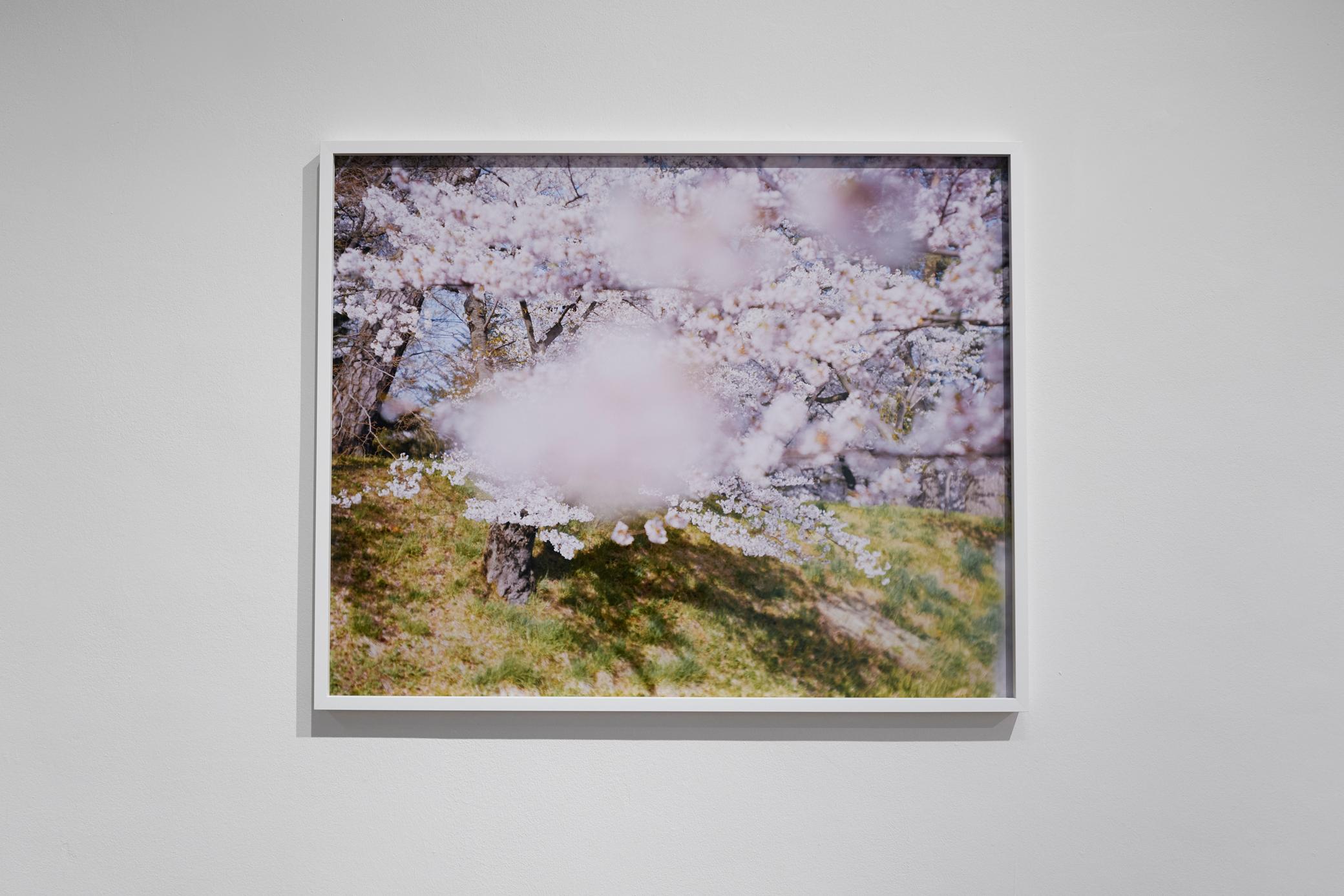 SAKURA 16, 4-75 – Risaku Suzuki, Nature, Tree, Sky, Spring, Cherry Blossom, Art For Sale 1