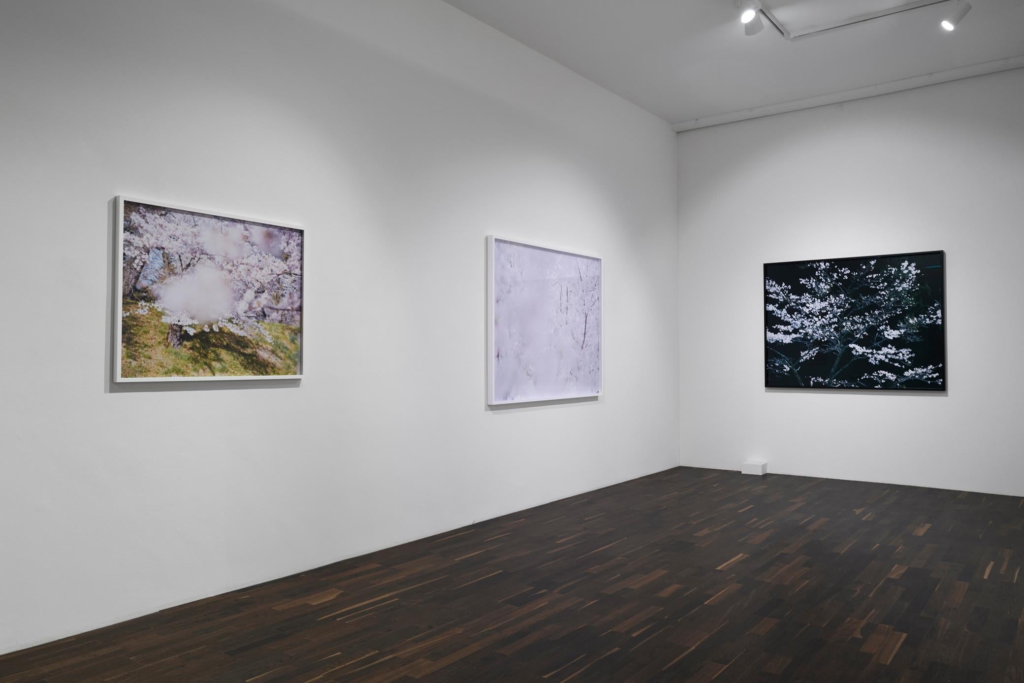 SAKURA 16, 4-75 – Risaku Suzuki, Nature, Tree, Sky, Spring, Cherry Blossom, Art For Sale 2