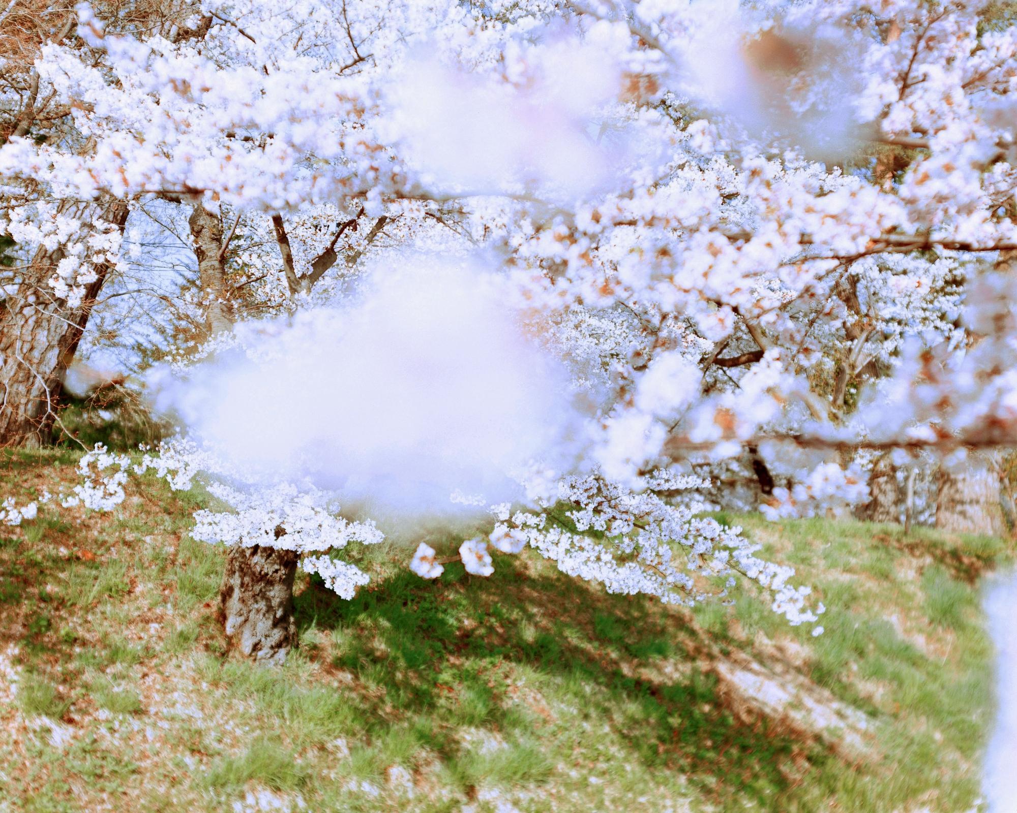 Risaku Suzuki (*1963, Giappone)
SAKURA 16, 4-75, 2016
Stampa cromogenica
Foglio 81,3 x 101,6 cm (32 x 40 pollici)
Edizione di 7 (#1/7)
Solo stampa

La celebrazione dei Sakura (termine giapponese per "fiori di ciliegio") inizia all'inizio della