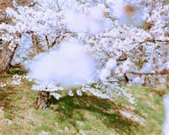 SAKURA 16, 4-75 - Risaku Suzuki, Natur, Baum, Himmel, Frühling, Kirschblüte, Kunst