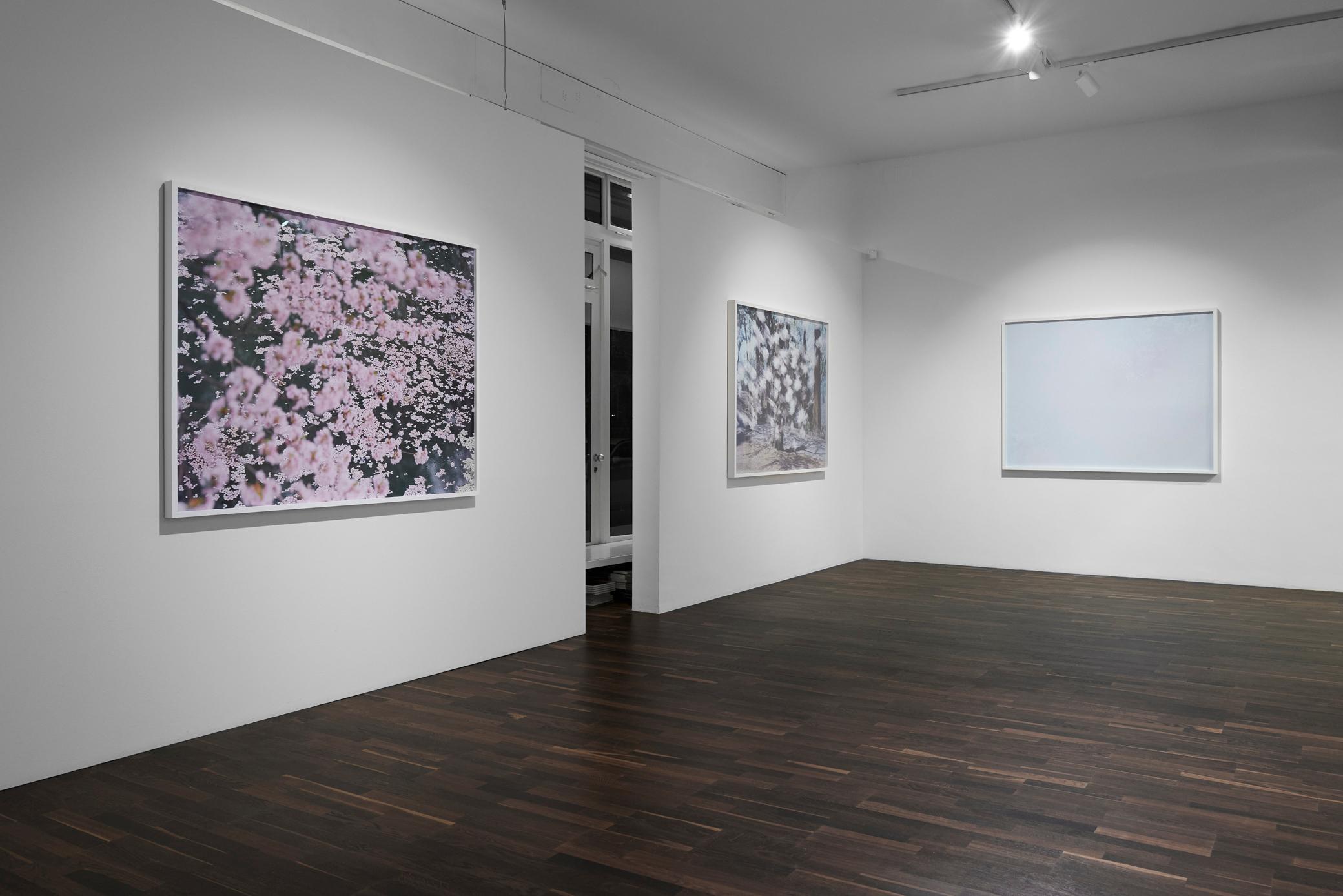 SAKURA 16, 4-11 – Risaku Suzuki, Nature, Tree, Sky, Spring, Cherry Blossom, Art For Sale 9