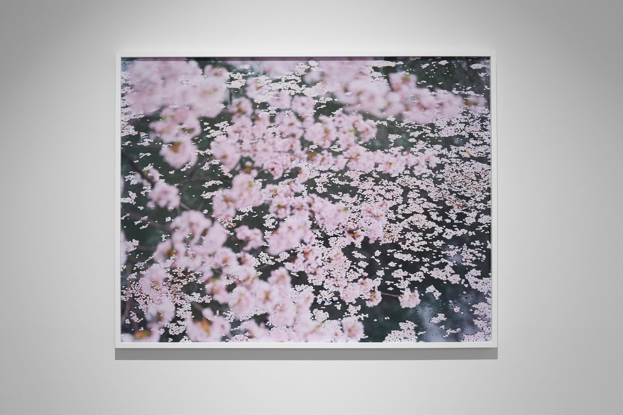 SAKURA 16, 4-11 - Risaku Suzuki, Nature, Arbre, Ciel, Printemps, Cerisier en fleur, Art en vente 7