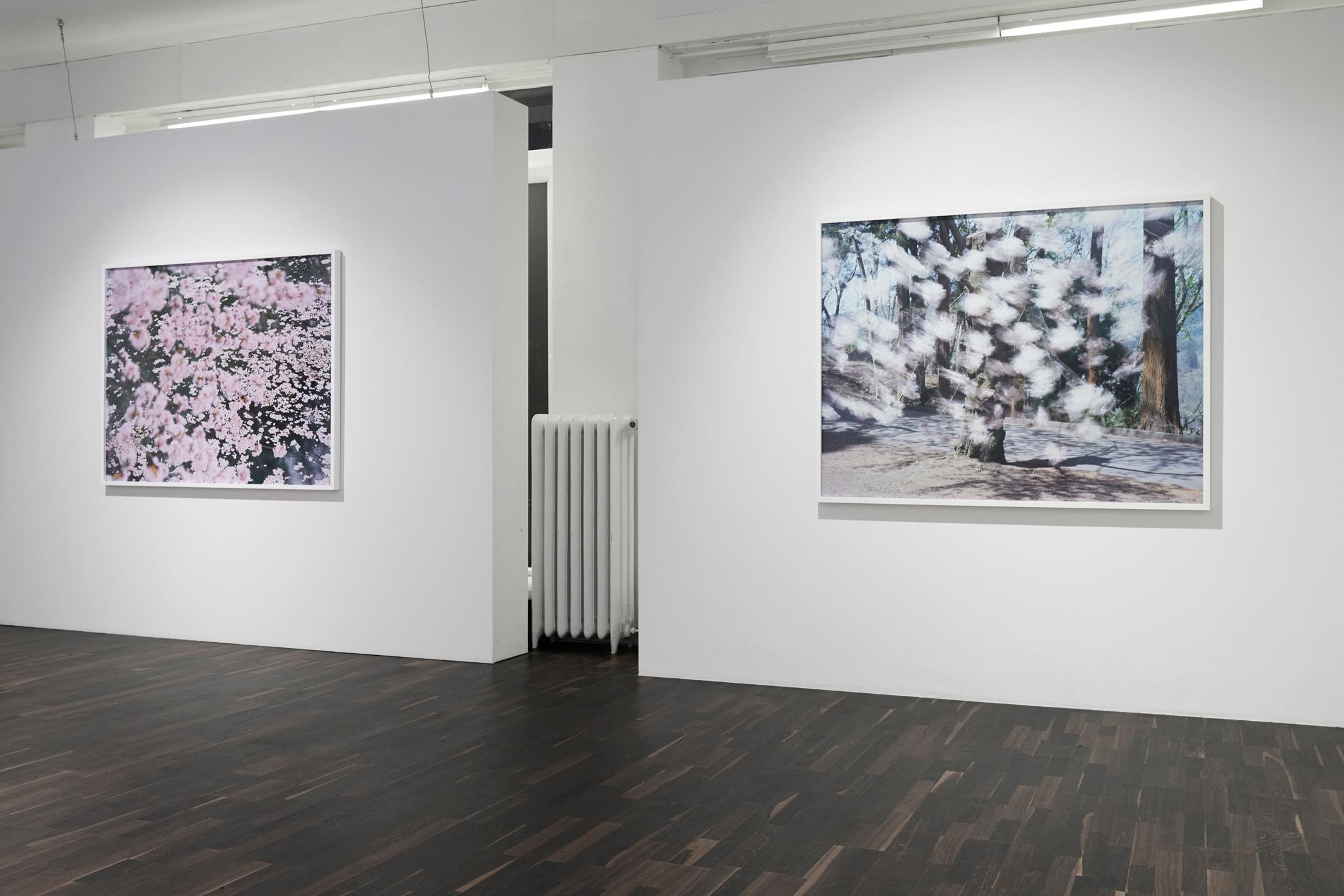 SAKURA 16, 4-11 – Risaku Suzuki, Nature, Tree, Sky, Spring, Cherry Blossom, Art For Sale 8