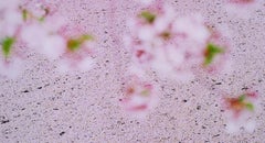 SAKURA 16, 4-22 – Risaku Suzuki, Nature, Tree, Sky, Spring, Cherry Blossom, Art