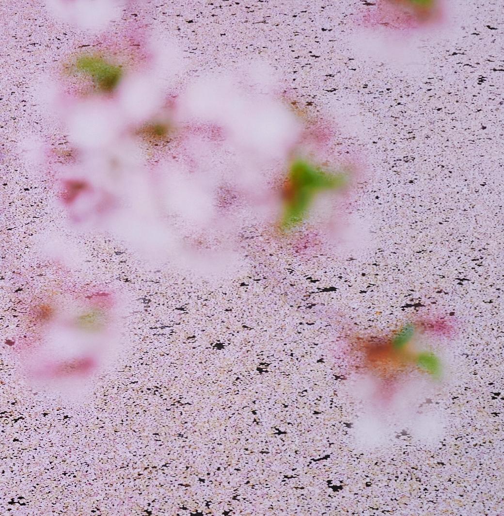 RISAKU SUZUKI (*1963, Japan)
SAKURA 16,4-22
2016
Chromogenic print
Sheet 120 x 155 cm (47 1/4 x 61 in.)
Edition of 5; Ed. no. 4/5
Framed

The Sakura (Japanese term for ‘cherry blossoms’) Celebration commences in early spring and has inspired artists