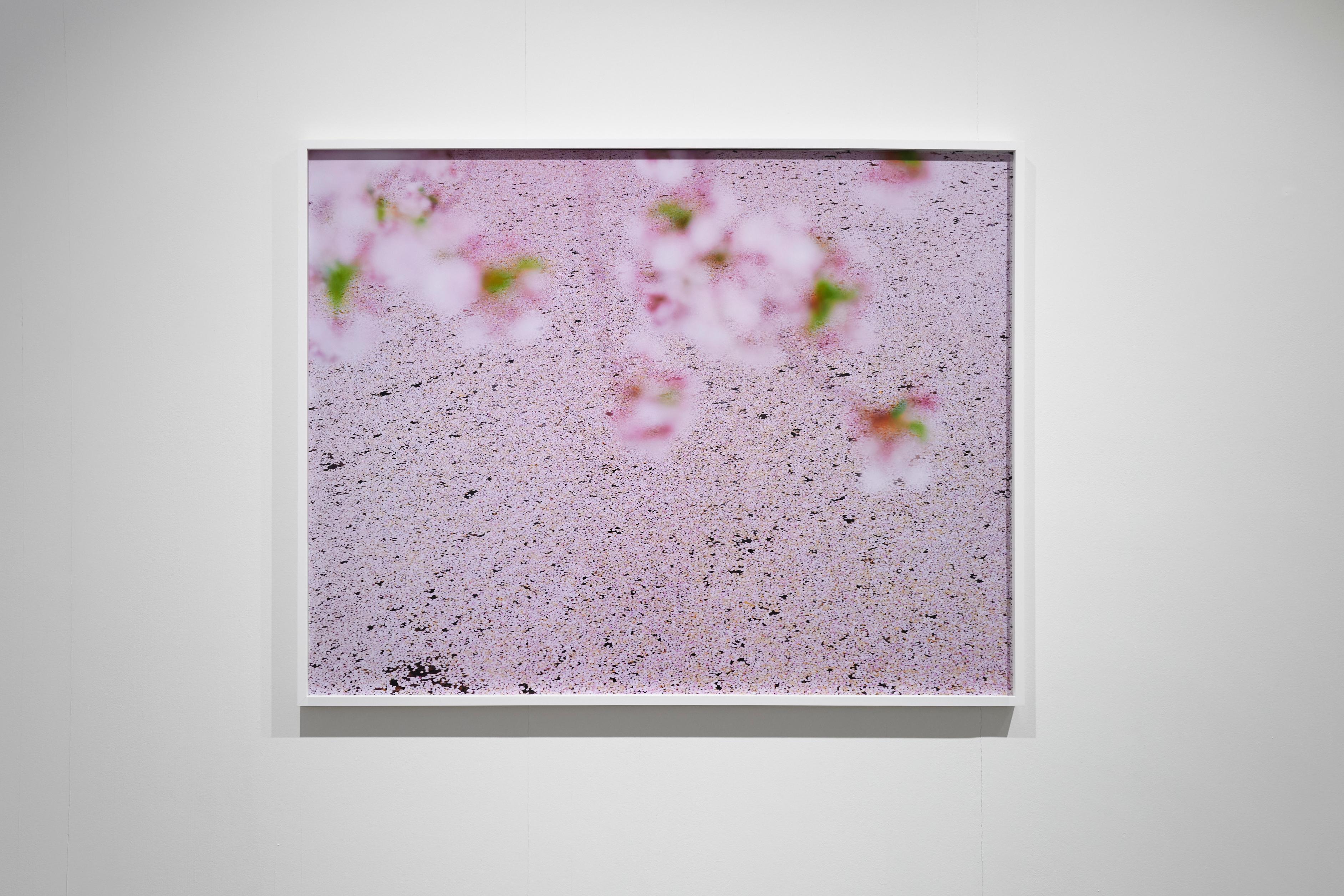 SAKURA 16, 4-22 – Risaku Suzuki, Nature, Tree, Sky, Spring, Cherry Blossom, Art For Sale 1