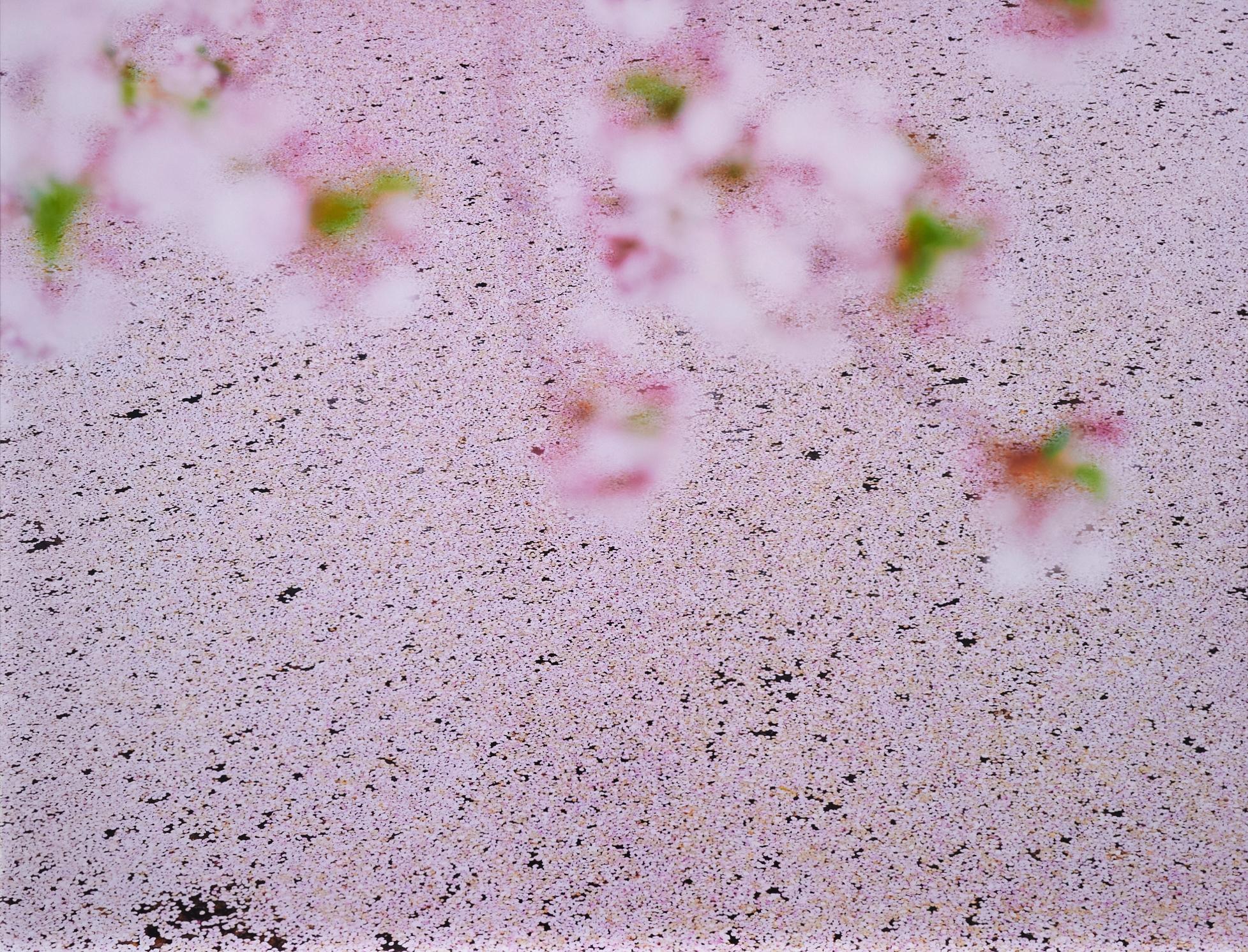 SAKURA 16, 4-22 – Risaku Suzuki, Nature, Tree, Sky, Spring, Cherry Blossom, Art