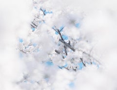SAKURA 17, 4-160 – Risaku Suzuki, Nature, Tree, Sky, Spring, Cherry Blossom, Art
