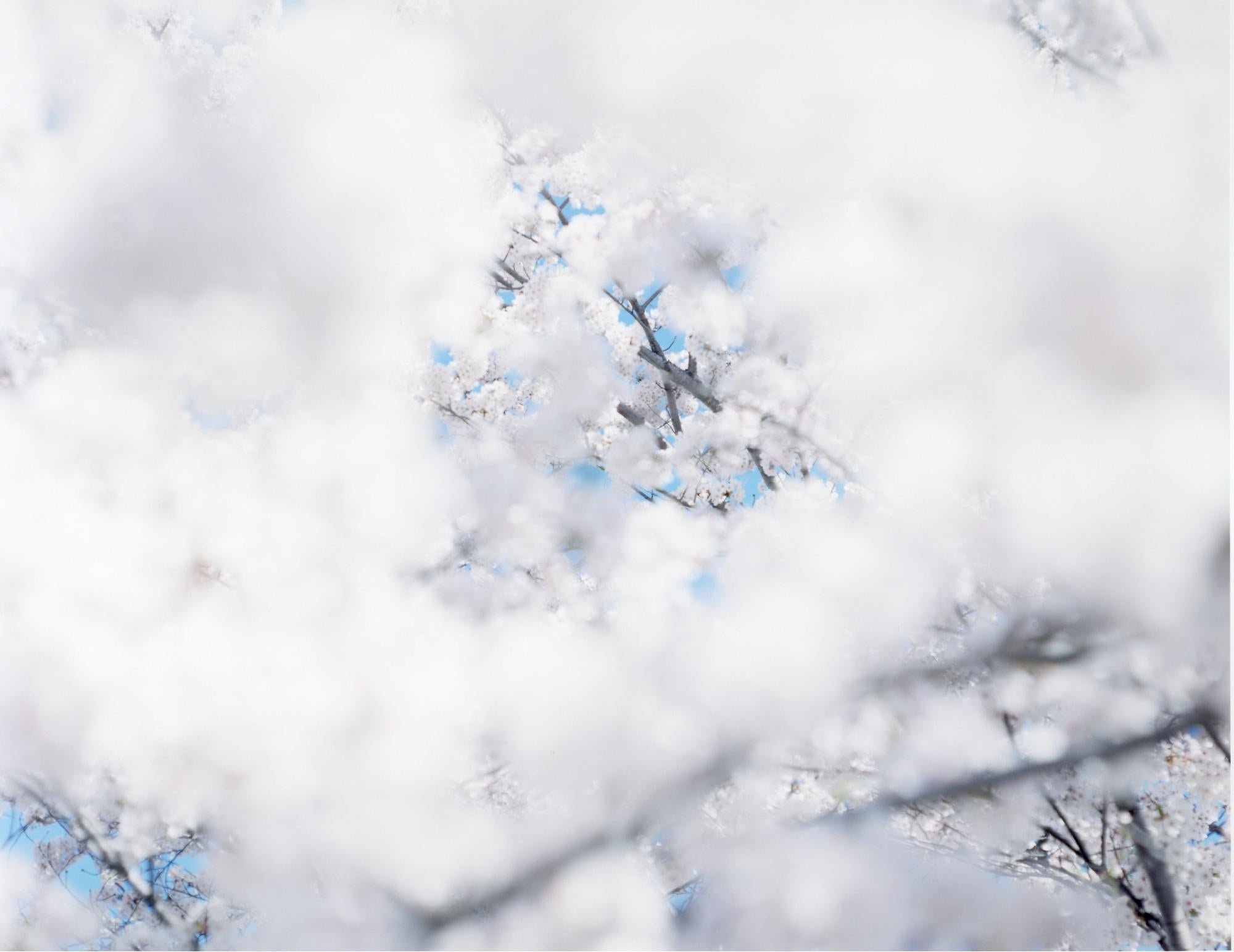 SAKURA 17, 4-160 – Risaku Suzuki, Nature, Tree, Sky, Spring, Cherry Blossom, Art
