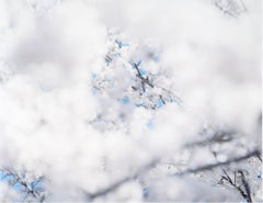 SAKURA 17, 4-160 – Risaku Suzuki, Nature, Tree, Sky, Spring, Cherry Blossom, Art