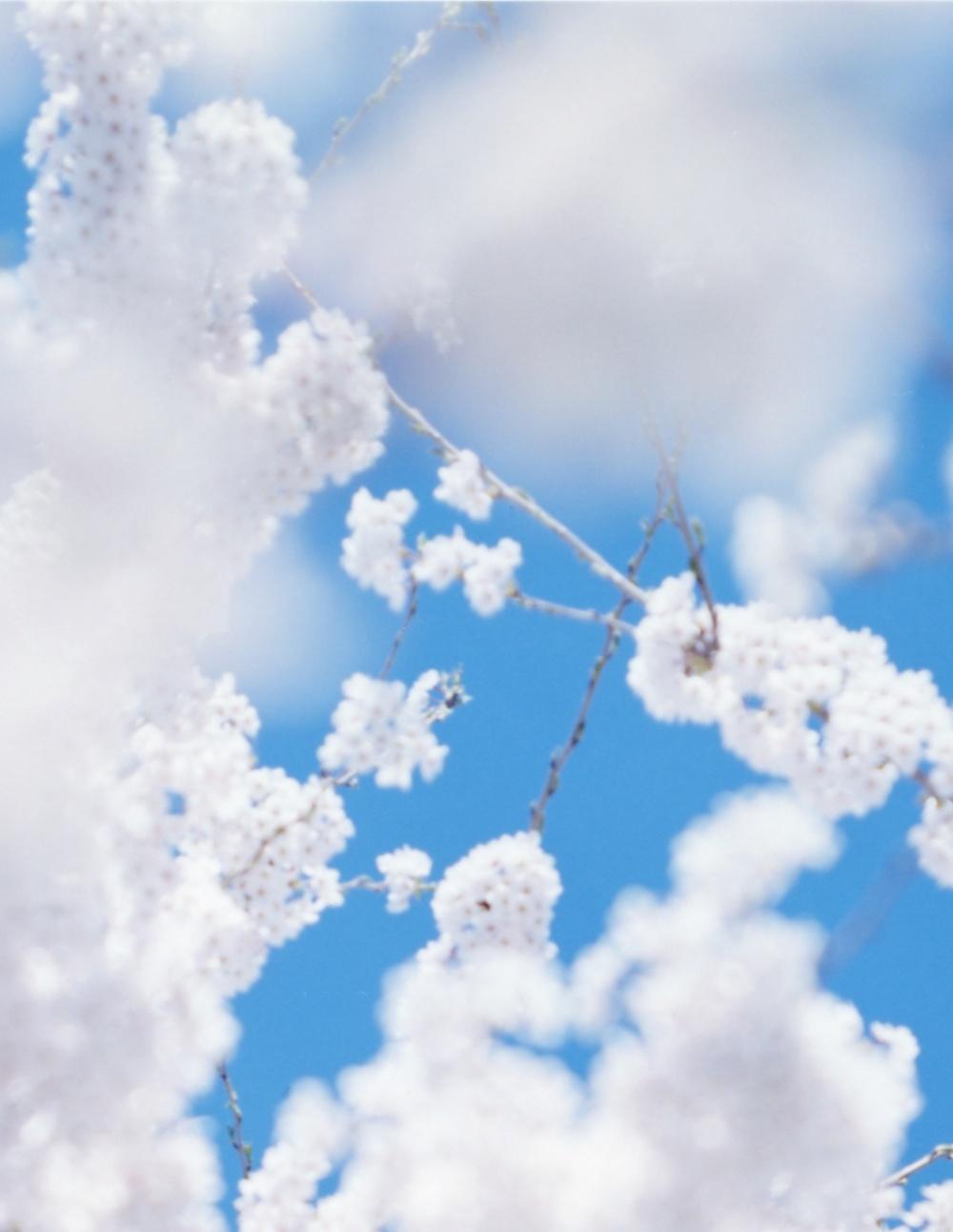 SAKURA 17, 4-161 - Risaku Suzuki, Natura, Albero, Cielo, Primavera, Fiori di ciliegio, Arte in vendita 1