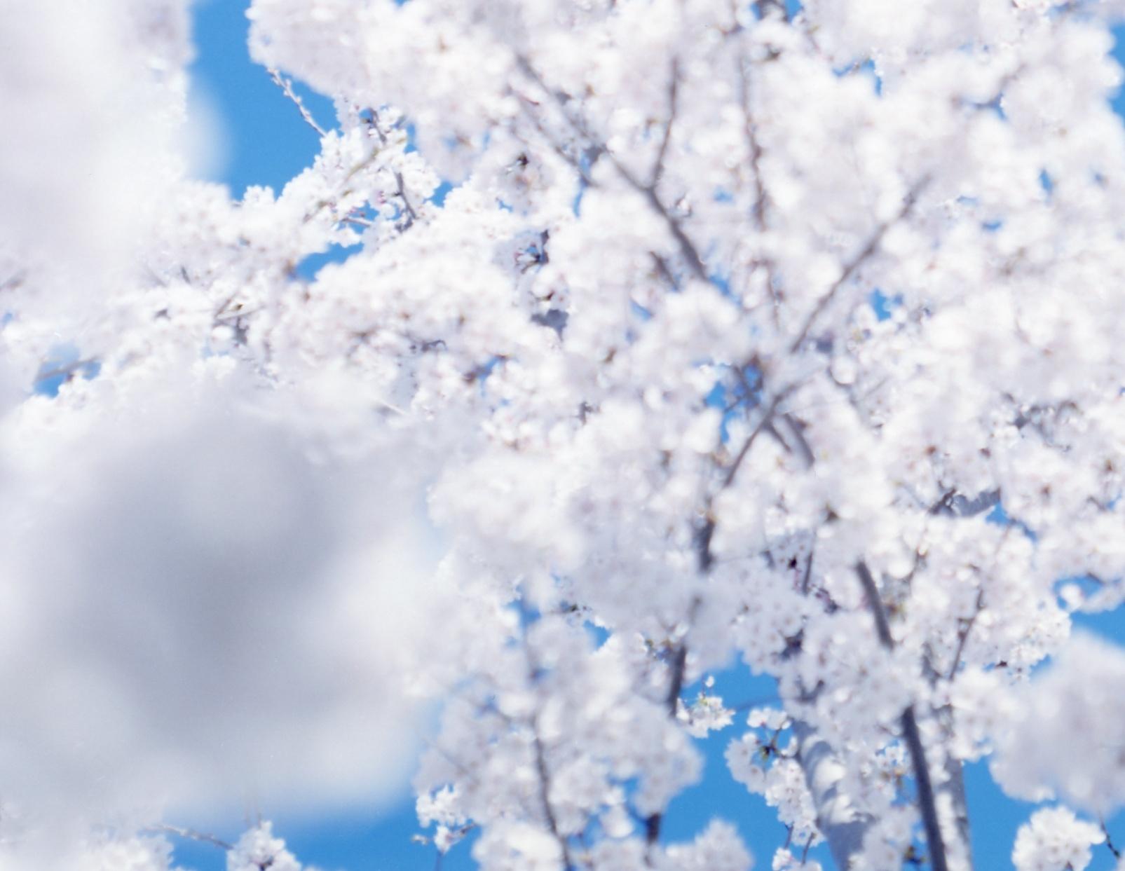 SAKURA 17, 4-161 – Risaku Suzuki, Nature, Tree, Sky, Spring, Cherry Blossom, Art For Sale 1