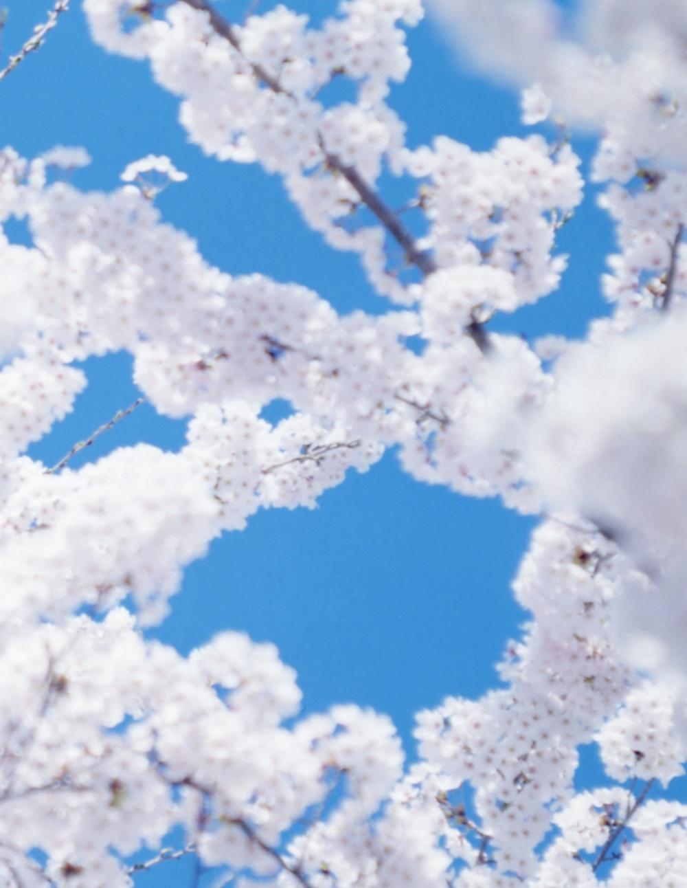 SAKURA 17, 4-161 – Risaku Suzuki, Nature, Tree, Sky, Spring, Cherry Blossom, Art For Sale 3