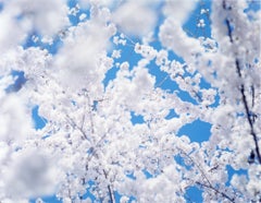 SAKURA 17, 4-161 – Risaku Suzuki, Nature, Tree, Sky, Spring, Cherry Blossom, Art