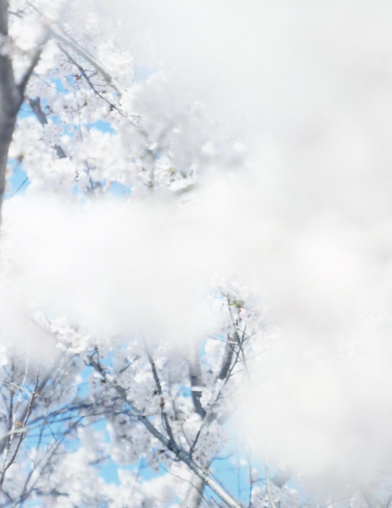 SAKURA 17, 4-165 – Risaku Suzuki, Nature, Tree, Sky, Spring, Cherry Blossom, Art For Sale 1