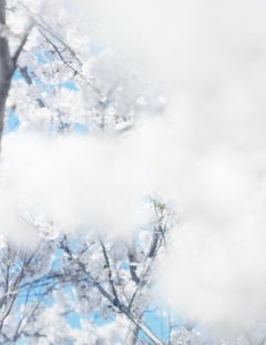 SAKURA 17, 4-165 – Risaku Suzuki, Nature, Tree, Sky, Spring, Cherry Blossom, Art