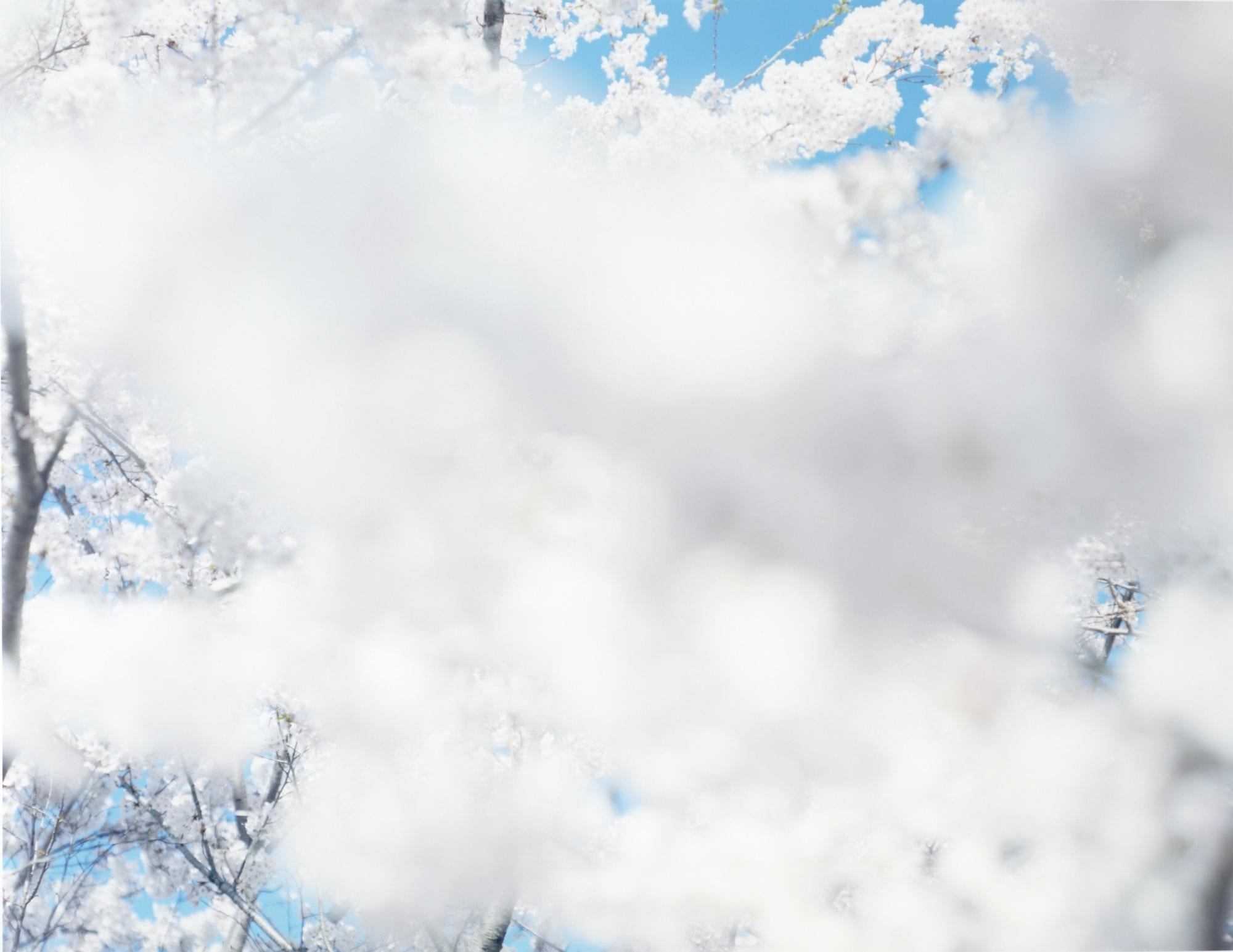 SAKURA 17, 4-165 – Risaku Suzuki, Nature, Tree, Sky, Spring, Cherry Blossom, Art