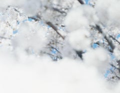 SAKURA 17, 4-166 – Risaku Suzuki, Nature, Tree, Sky, Spring, Cherry Blossom, Art