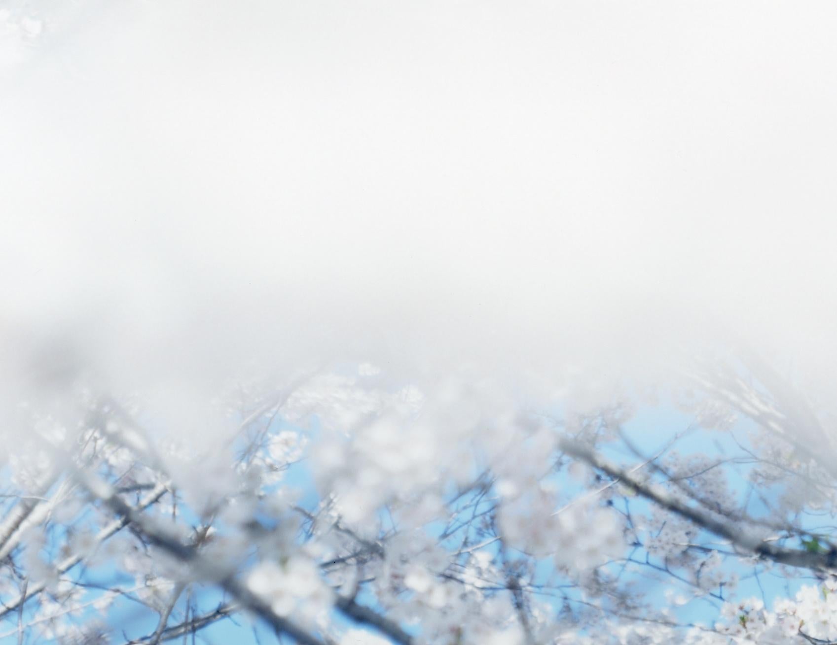 SAKURA 17, 4-166 – Risaku Suzuki, Nature, Tree, Sky, Spring, Cherry Blossom, Art For Sale 1