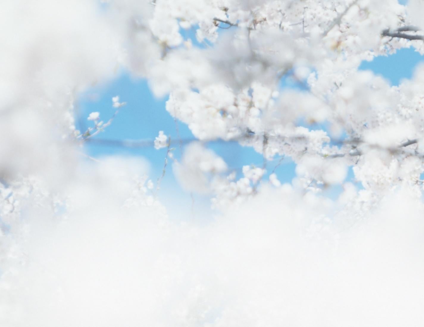 SAKURA 17, 4-166 – Risaku Suzuki, Nature, Tree, Sky, Spring, Cherry Blossom, Art For Sale 3