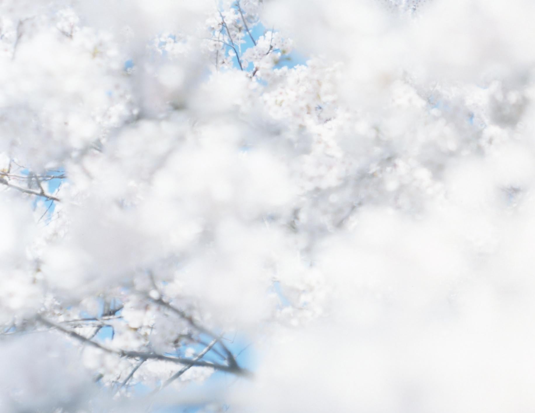 SAKURA 17, 4-167 – Risaku Suzuki, Nature, Tree, Sky, Spring, Cherry Blossom, Art For Sale 1