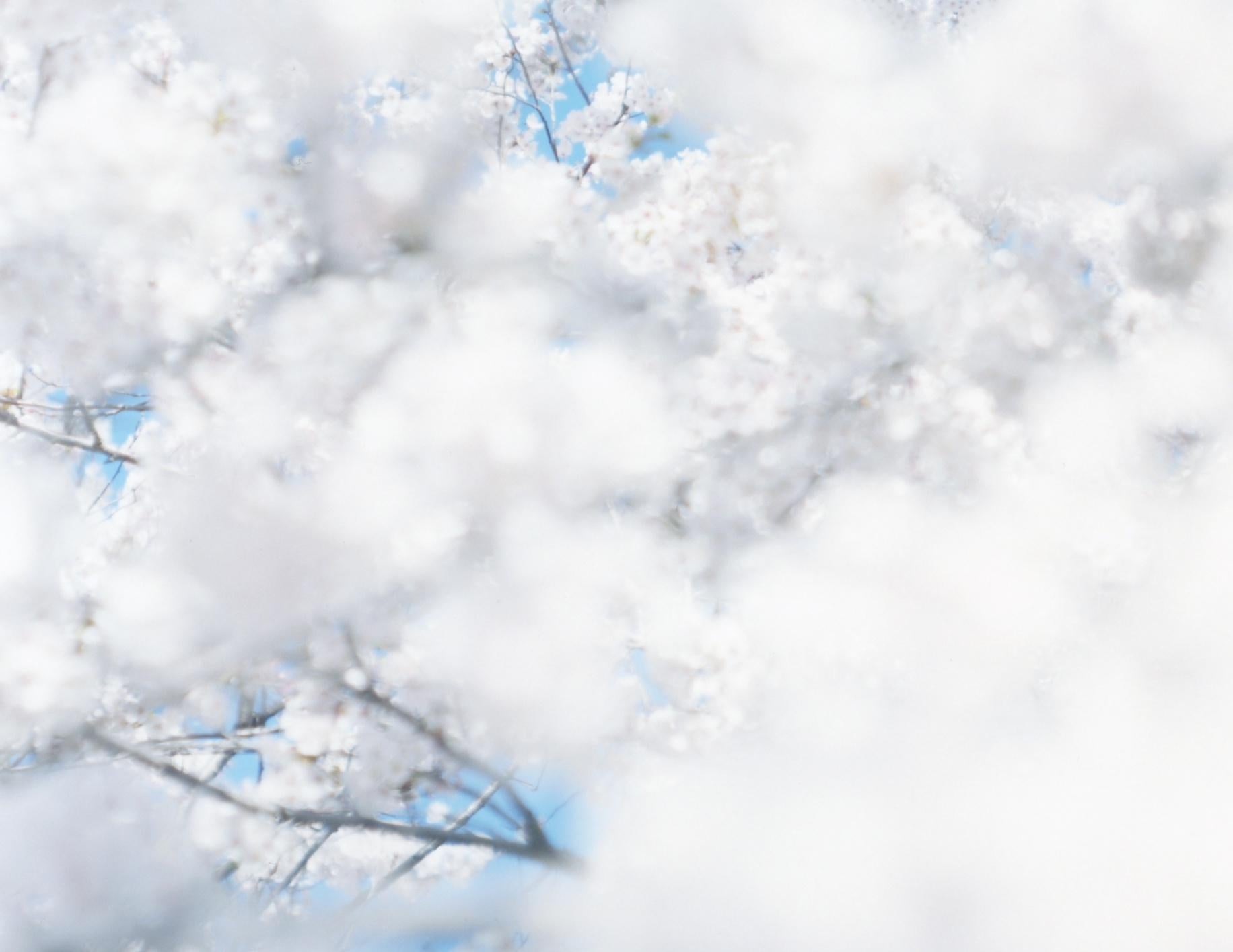 SAKURA 17, 4-167 - Risaku Suzuki, Natura, Albero, Cielo, Primavera, Ciliegio in fiore, Arte in vendita 2