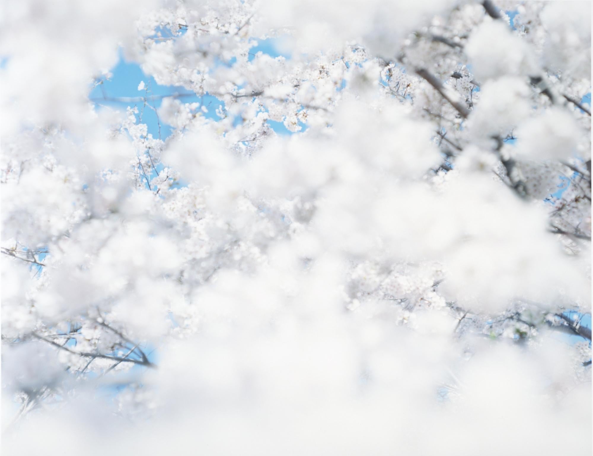 SAKURA 17, 4-167 – Risaku Suzuki, Nature, Tree, Sky, Spring, Cherry Blossom, Art