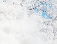 SAKURA 17, 4-168 – Risaku Suzuki, Nature, Tree, Sky, Spring, Cherry Blossom, Art