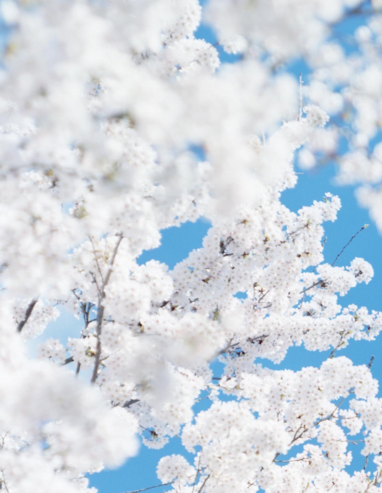 SAKURA 17, 4-171 - Risaku Suzuki, Natura, Albero, Cielo, Primavera, Fiori di ciliegio, Arte in vendita 1