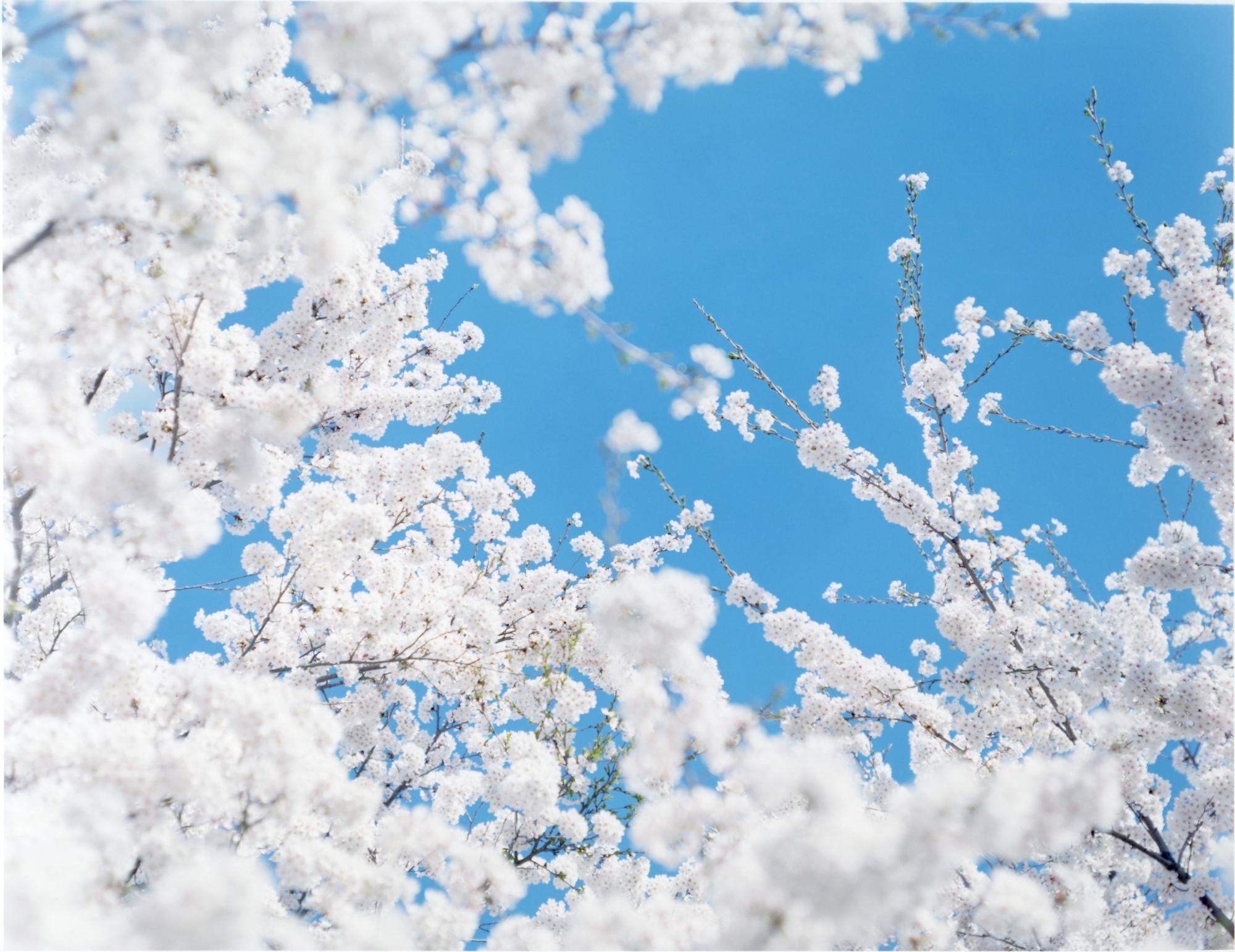 sky spring cherry blossom chair